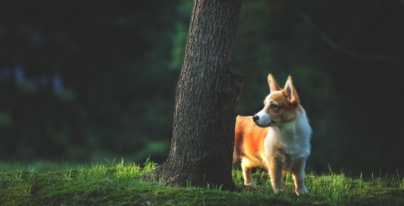 柯基犬-狗狗-毛茸茸-红狐狸-柯基犬 图片素材