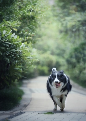 我要上封面-有趣的瞬间-狗狗-宠物摄影-肖像 图片素材