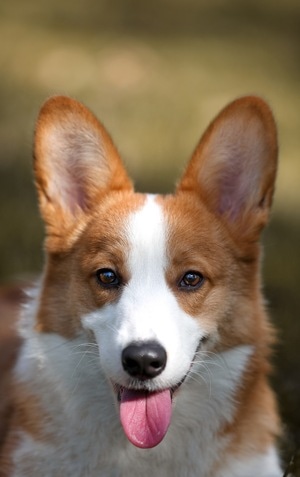 高冷-大特写-柯基犬-傻憨-萌宠 图片素材