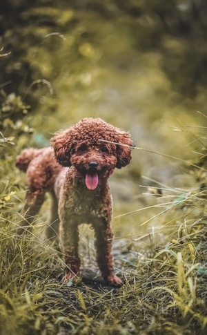 泰迪犬-可爱-狗狗-肖像-大特写 图片素材
