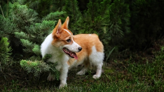 狗狗-柯基犬-卡迪根威尔士柯基犬-彭布罗克狗-喜乐蒂牧羊犬 图片素材