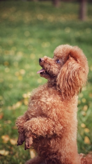 肖像-泰迪犬-迷你贵妇犬-标准贵宾犬-玩具贵宾犬 图片素材