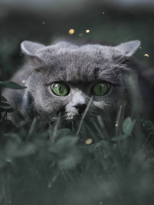 萌宠写真-猫-宠物摄影-仰望-大特写 图片素材