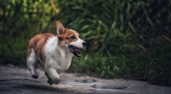 柯基犬-狗狗-彭布罗克狗-卡迪根威尔士柯基犬-柯基 图片素材