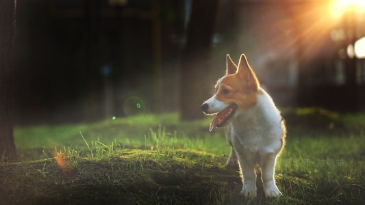 毛茸茸-狗狗-柯基犬-巴辛吉犬-玩具犬 图片素材