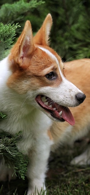柯基犬-大特写-澳洲野狗-动物-柯基犬 图片素材