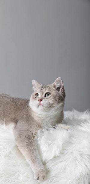 肖像-猫-猫-猫-猫咪 图片素材