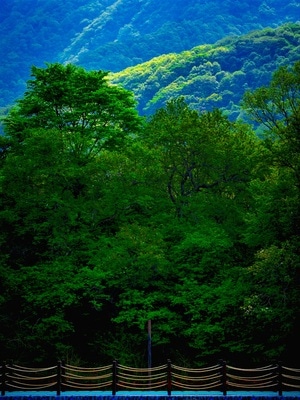 森林-旅行-神农架-风景-树林 图片素材