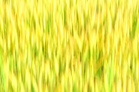 艺术底纹-风景-小麦-金黄-农作物 图片素材
