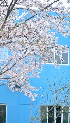 鲜花-风景-植物-美女-街头 图片素材