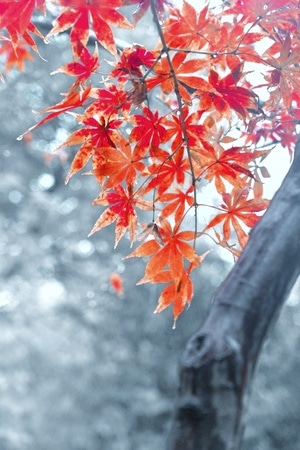 尘世烟火-红枫-树-雨-红外线 图片素材