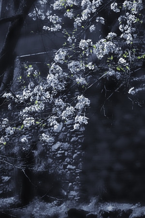 像素蜂蜜首发-春季-梨花-梨花-花 图片素材