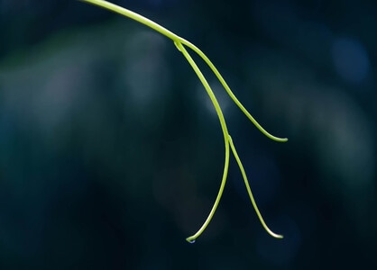 像素蜂蜜首发-树枝-晨露-光-植物 图片素材