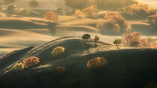 草原-白桦-阳光-秋色-自然 图片素材