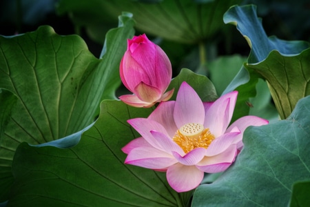 拍摄-花苞-花朵-碧叶-尘世烟火 图片素材