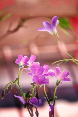光效-拍摄-影子-晶莹-花卉 图片素材