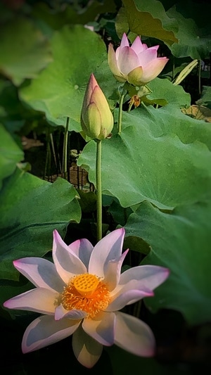 颜色-光效-拍摄-静待-花 图片素材