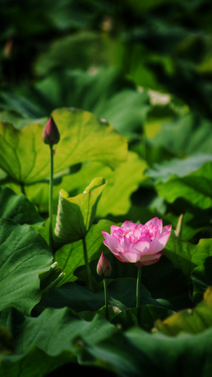 拍摄-碧叶-花苞-莲-莲花 图片素材