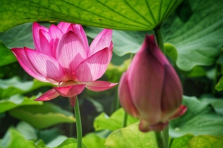 颜色-拍摄-光效-静待-花 图片素材
