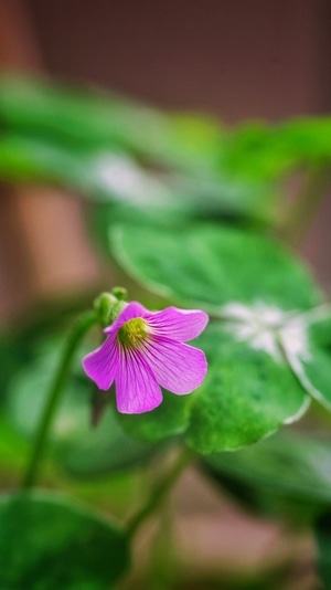 颜色-花朵-拍摄-虚实-植物 图片素材