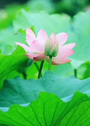 荷-花-蜜蜂-花-荷 图片素材