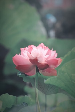花-荷-花-荷-红花 图片素材