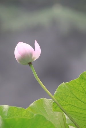 荷-花-荷-花-花朵 图片素材