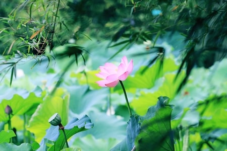 花-荷-荷-花-花朵 图片素材