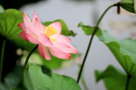 荷-花-荷-花-花朵 图片素材