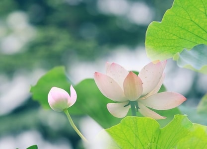 荷-花-荷-花-花朵 图片素材