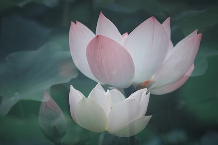 荷-夏天-荷-花-花朵 图片素材
