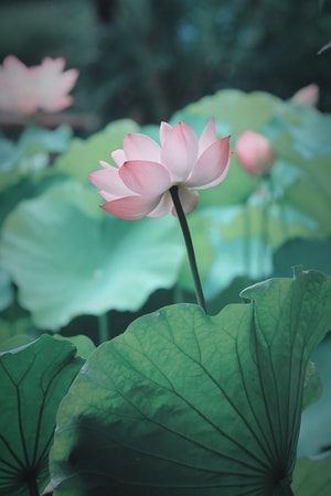 荷-花-花-荷-红花 图片素材