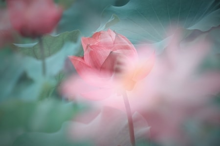 花-荷-花-荷-红花 图片素材
