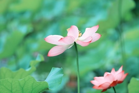 荷-花-荷-花-花朵 图片素材