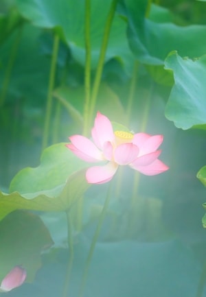 花-荷-花-荷-红花 图片素材