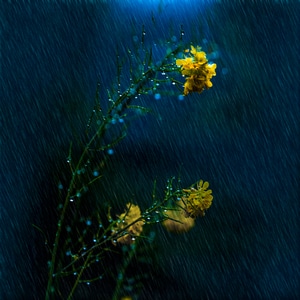 文艺-唯美-菜花-油菜花-花卉 图片素材