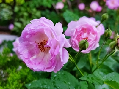 初夏-蔷薇花-鲜花-蔷薇花-鲜花 图片素材