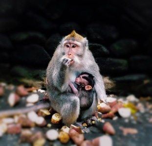 有趣的瞬间-巴厘岛、弥猴、温暖-猕猴-弥猴-猴子 图片素材