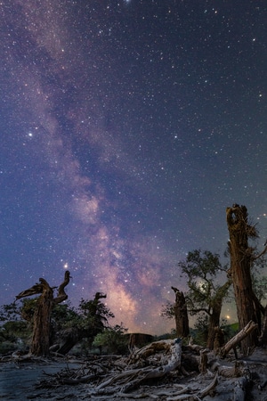 我的2019-星空-胡杨-旅行-自由 图片素材