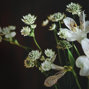 静物-花-暗调-六出花-植物 图片素材