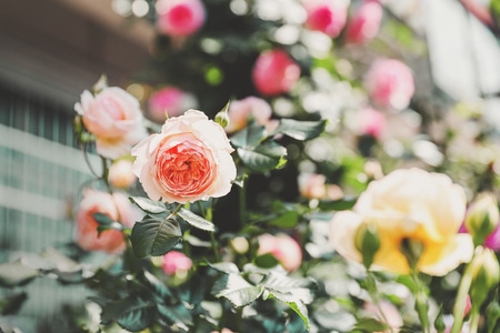 静物-花-春天-玫瑰-月季 图片素材