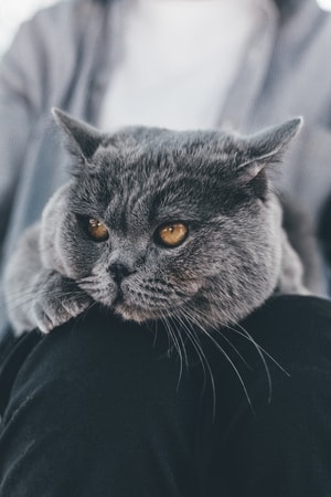 萌宠-猫-蓝猫-动物-猫 图片素材