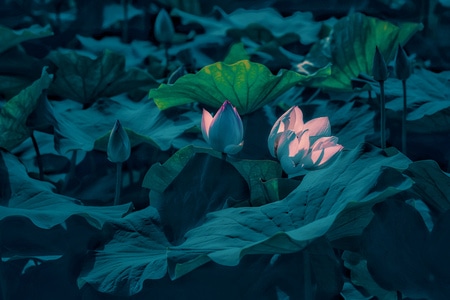 风景-花朵-花-莲花-植物 图片素材