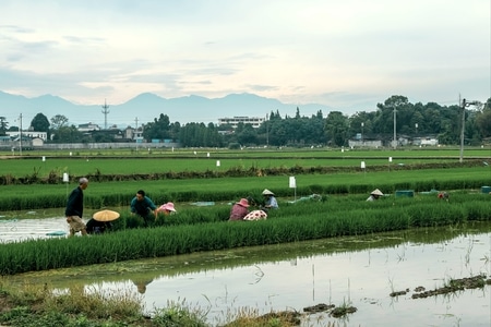 纪实-田-水田-稻田-风景 图片素材