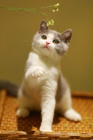 萌宠写真-动物-宠物-猫-猫星人 图片素材