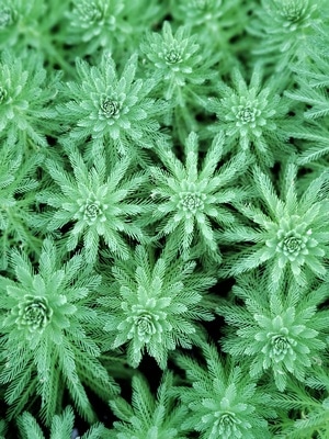 华为手机拍摄-植物-草-水草-微距 图片素材