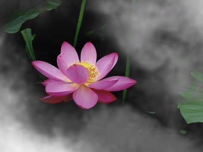 原创摄影-夏季-湿地公园-植物-荷花 图片素材
