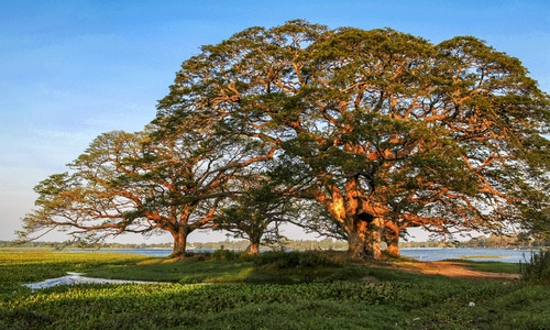 斯里兰卡-自然-风光-植物-蓝天 图片素材