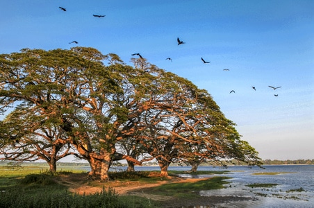 斯里兰卡-自然-风光-植物-旅行 图片素材