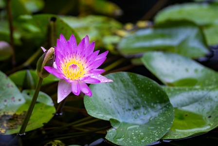 生态-植物-花朵-花-莲花 图片素材